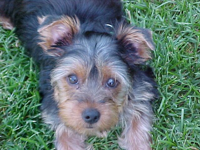 2938bentley_3_months_old