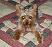 3009Yorkie_Talk_Pic