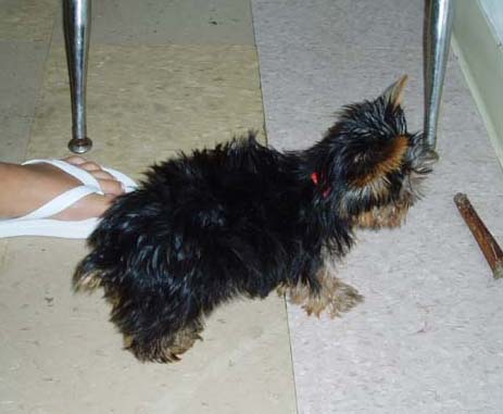 3240yorkie