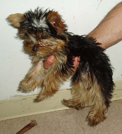 3240yorkie2