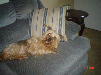 3260gizmo_002