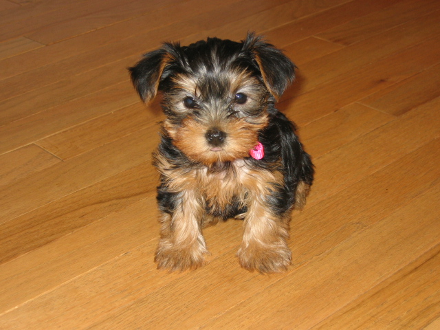 3495Abby_1st_day_at_home