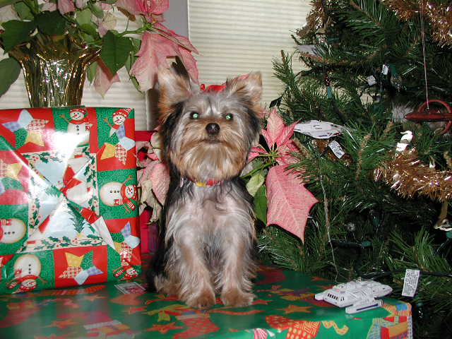 352xmasMia7