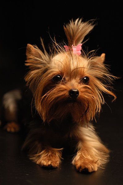 398px-Yorkshire_Terrier_Apple