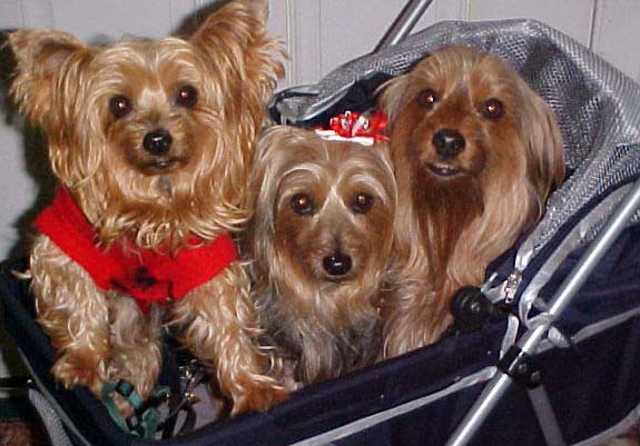 3Yorkiesstroller