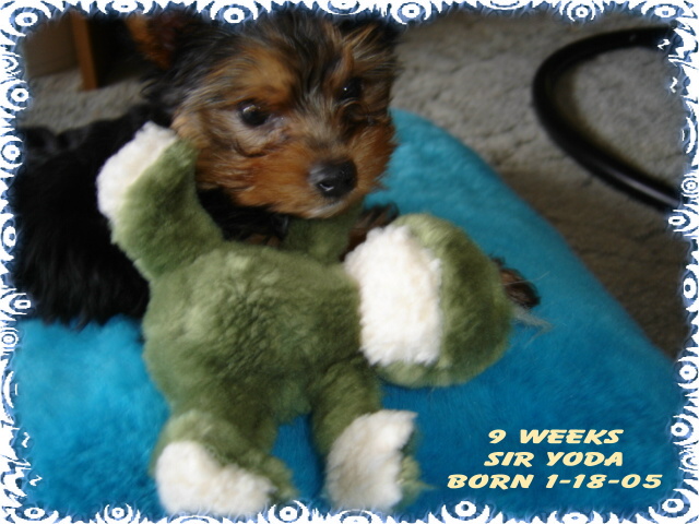 3editedA-_9_wks_Yoda_with_his_stuffed_frog