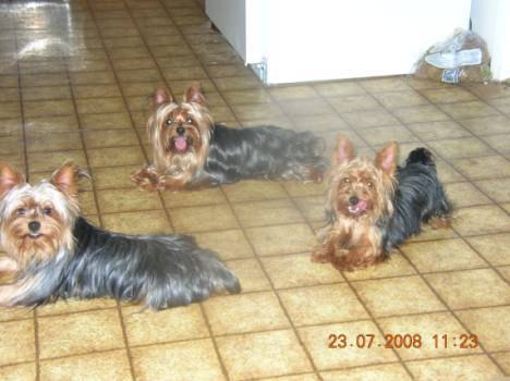 3yorkies