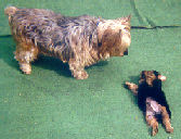 439BROWNIE_AND_PEPPER1
