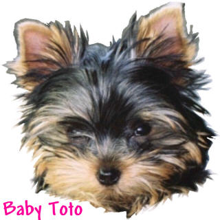 43Baby_Toto_web