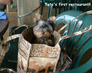 43Toto_first_restaurant_web_ready