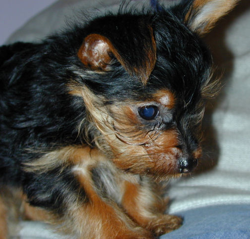 483Puppy4
