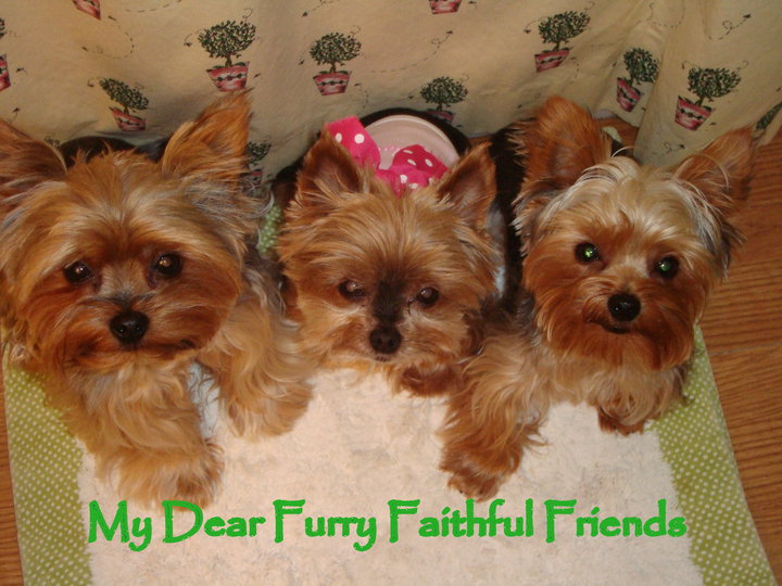 4Furry_Friends