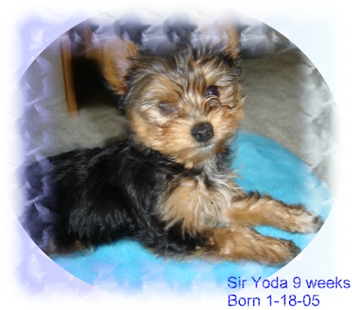 4edited_Sir_Yoda_9_weeks