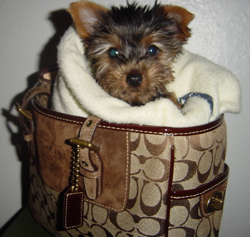 529Ava_in_coach