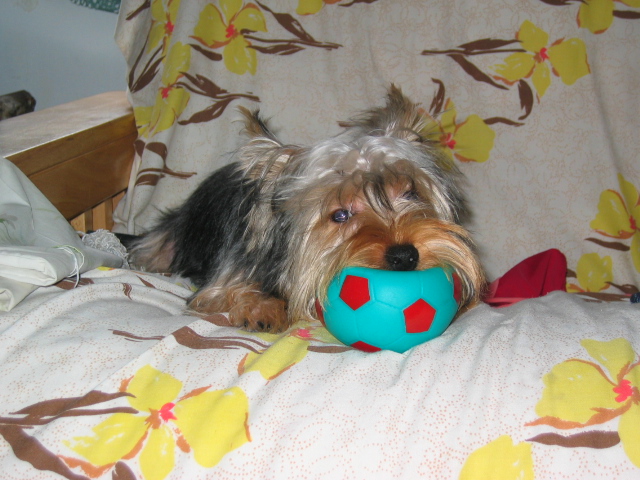 584Rambo_and_his_toy