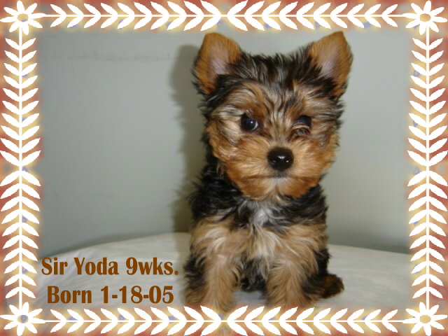 5edited1A-_9_wks_Yoda_3-24-05