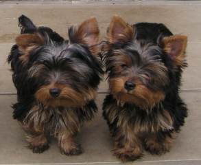 644babyyorkie