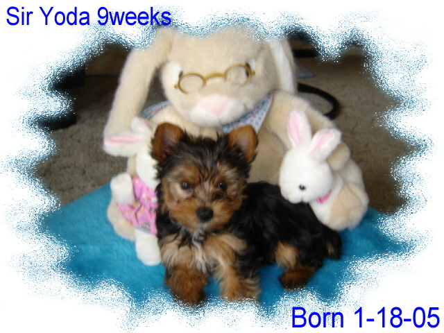 6editedA-_9_wks_Yoda_with_Easter_Bunny