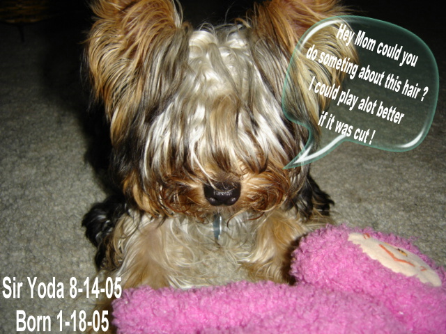 7Yoda_face_before_groomer8-14-05correct_dt