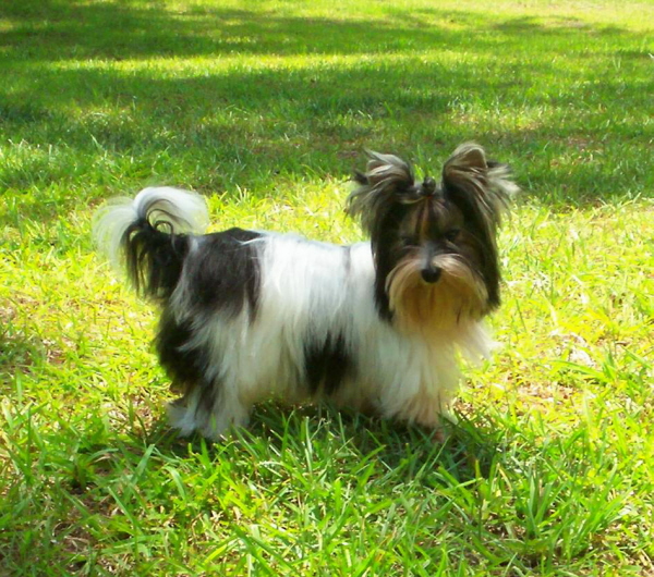 7mos2