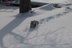 811DSC00648-run_in_snow_3