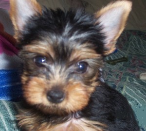 820daisyyface8weeks