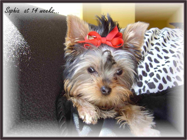 824web14Sophia_2005_040