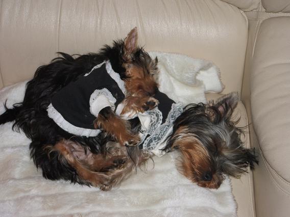854sleeping_beautys