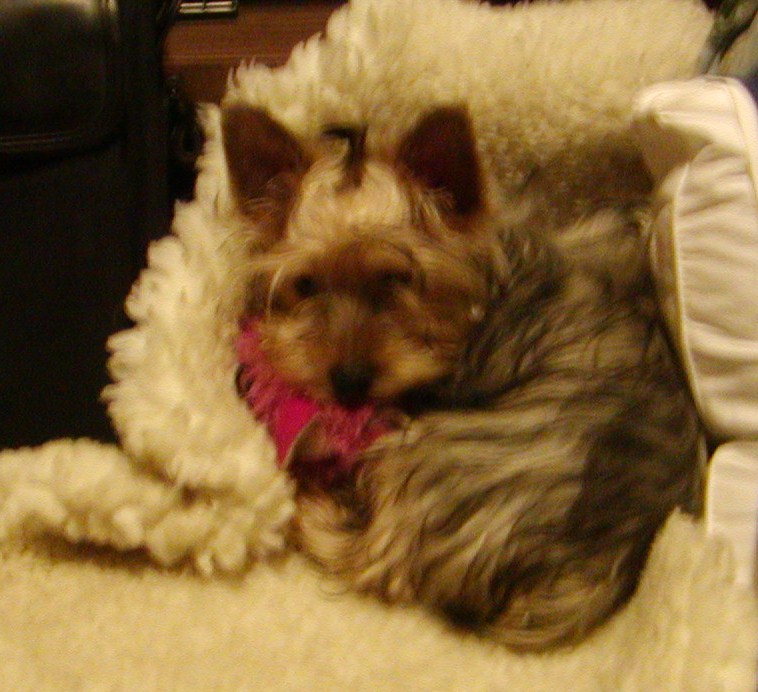 9-14-08_Winston_Napping