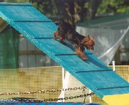 935June4_Agility_1_1