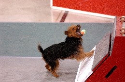 935flyballYorkie