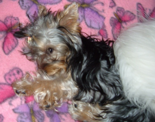 952sleepingtinky