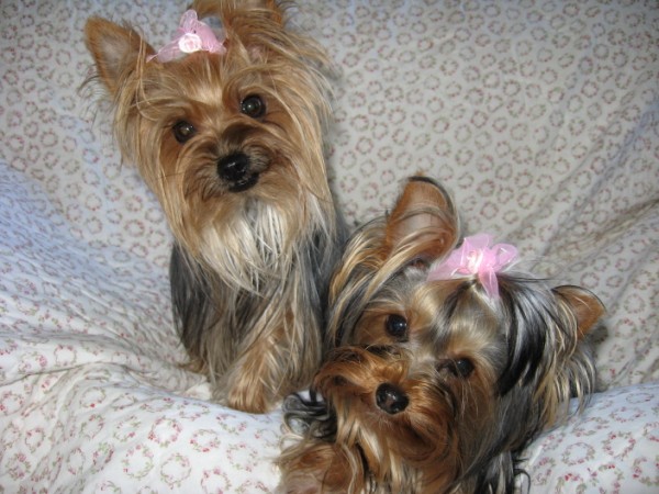 Abbie_and_Lucy_2