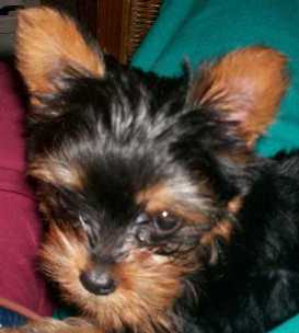 Adie_8_weeks_1