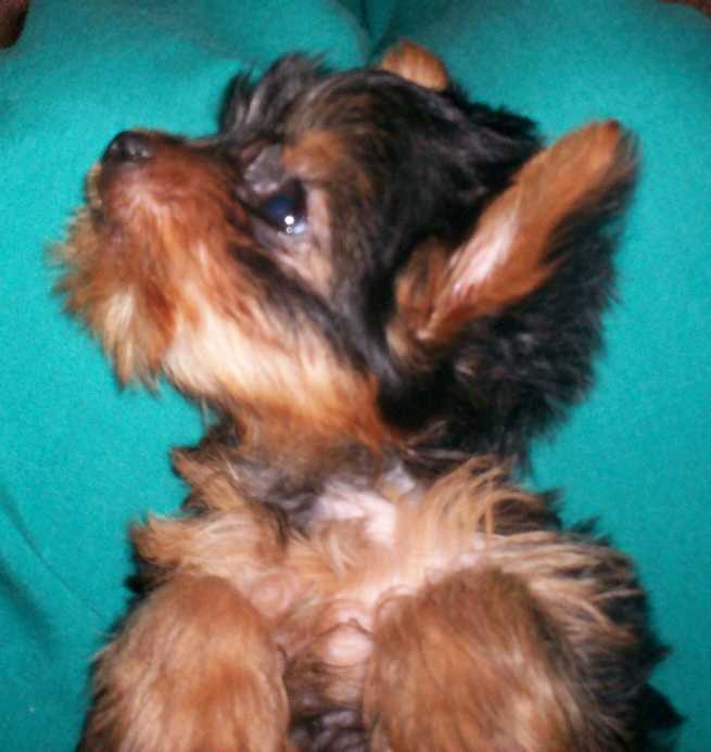 Adie_8_weeks_2