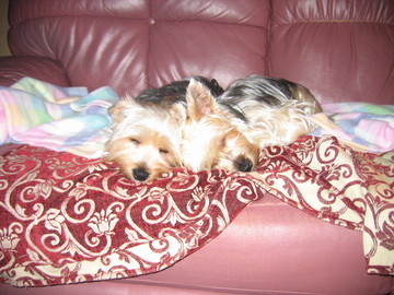 Adorable_on_Couch_Resized