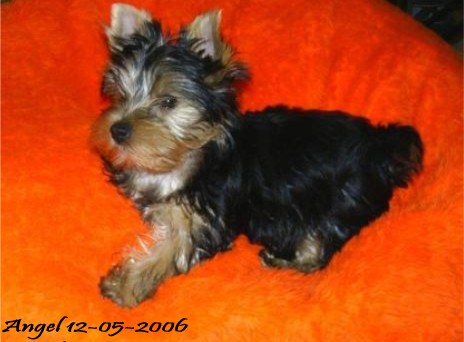 Angel-beanbag_all_to_herself_12-05-2006