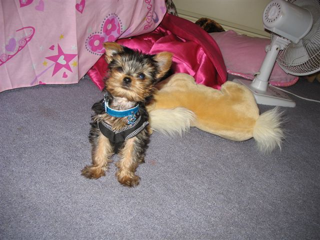 Archie1