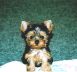Baby