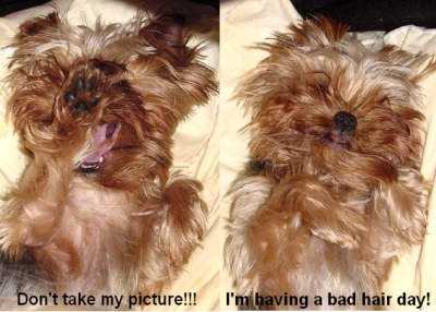 Badhairday1