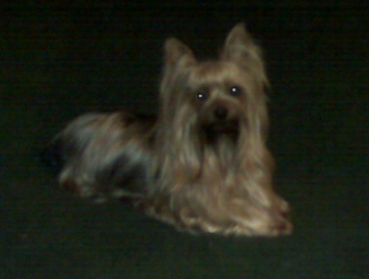 Bailey15