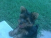 Bailey_2