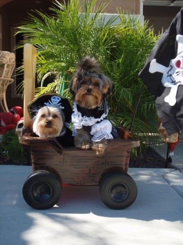 Bandit_and_Bailey