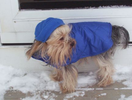Bear_brrrrrrrrrr