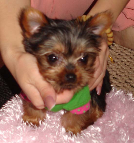 Bebe10