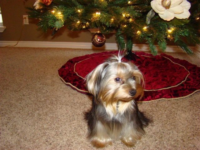 Bella_and_Jack_2_009