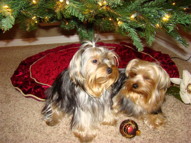 Bella_and_Jack_2_028