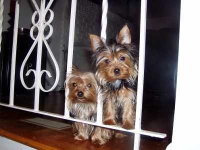 Bella_and_Louie_top_of_stairs_400_x_300_