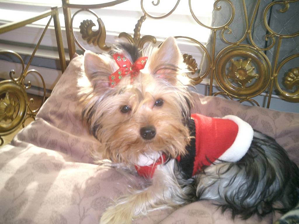 Bella_s_first_Christmas_003