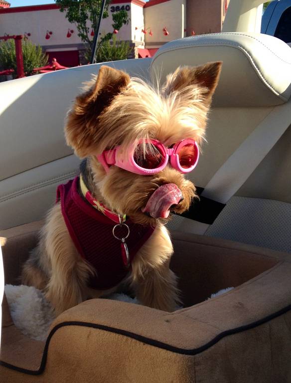 Bella_with_doggles